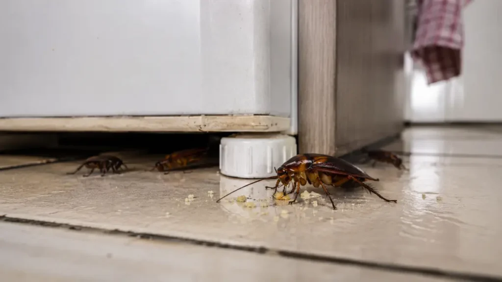 Como acabar com baratas na cozinha sem espalhar veneno: 9 passos 2 O que não fazer ao encontrar baratas na cozinha