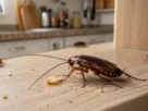 como acabar com baratas na cozinha sem espalhar veneno